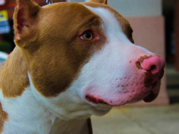 Hombre detenido después de que sus perros mataran a niña