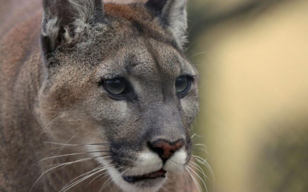 Campesino lucha a muerte contra puma en Jaumave, Tamaulipas
