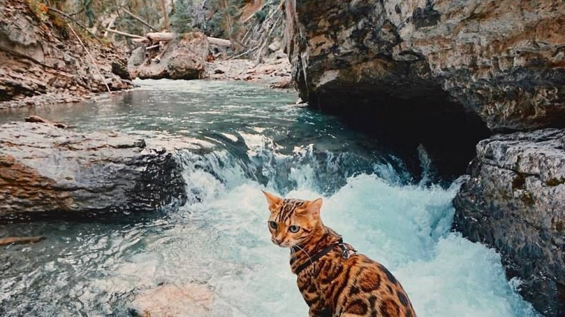 Suki el gato que viaja por el mundo más que todos nosotros 