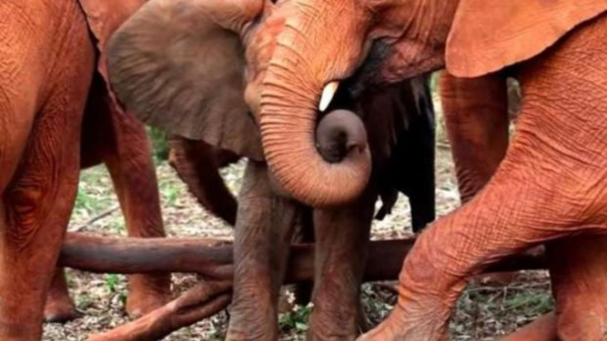 Bebé elefante es consolado por otros bebés más