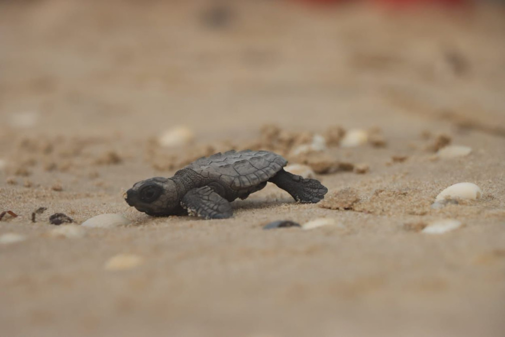 Exhorta SEDUMA a cuidar la tortuga lora durante vacaciones