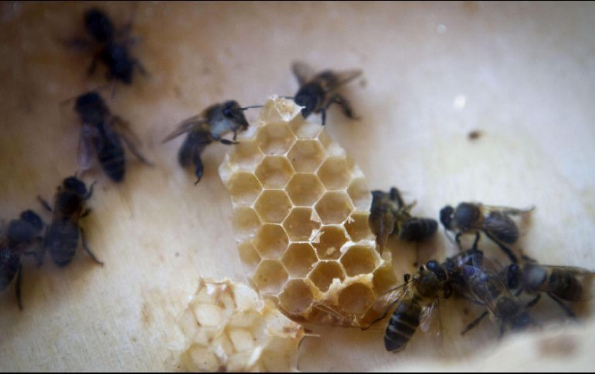  Abejas atacan a niños en Mazatlán
