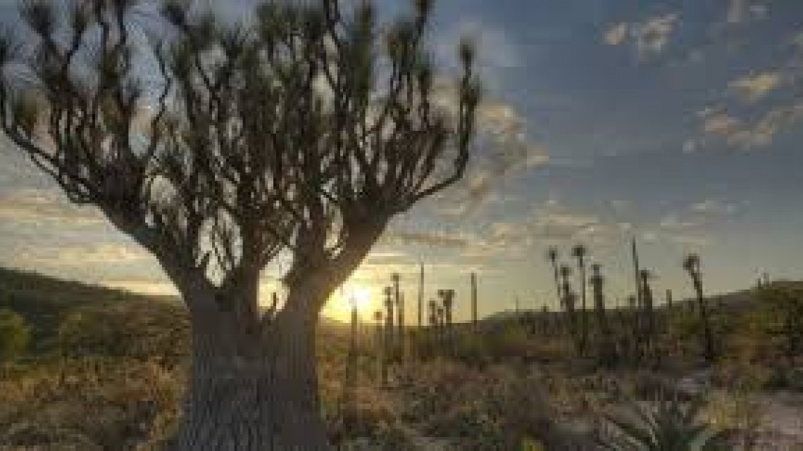 Declaran Valle de Tehuacán-Cuicatlán en la Lista del Patrimonio Mundial