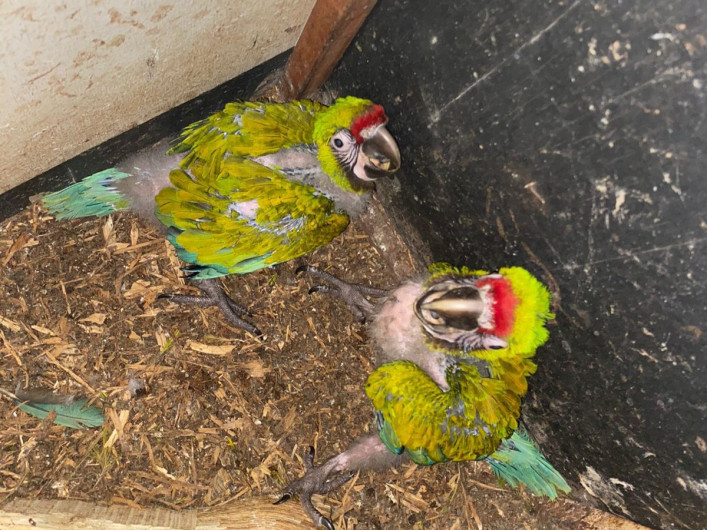 Nacen en Zoológico Tamatán dos polluelos de Guacamaya Verde del Golfo: CPBT
