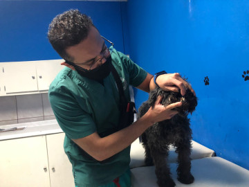 Centro antirrábico realizará campaña intensiva de vacunación antirrábica en Nuevo Laredo 