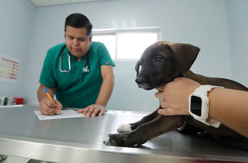 Difunde UAT proyectos de posgrado en áreas de Veterinaria 