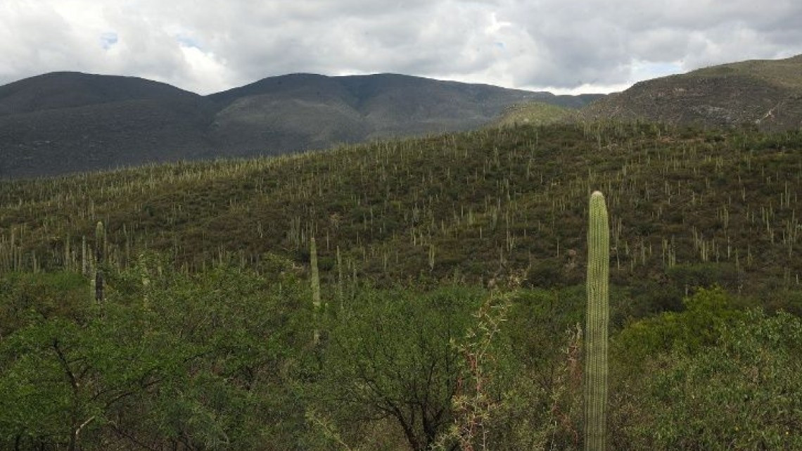 Declaran Valle de Tehuacán-Cuicatlán en la Lista del Patrimonio Mundial