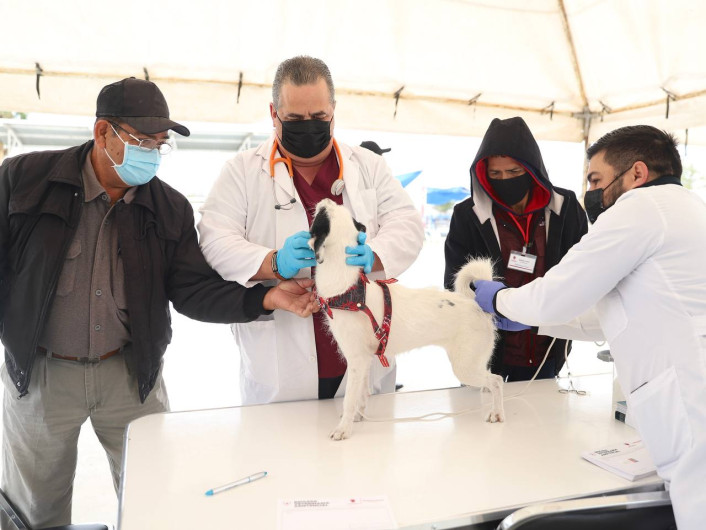 Ofrecerá Gobierno Municipal campaña gratuita de esterilización de mascotas 