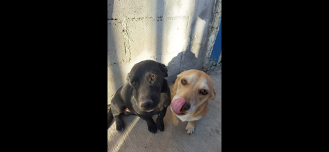 Cuenta alberga Municipal con 15 de mascotas rescatadas listas para hacer adoptadas