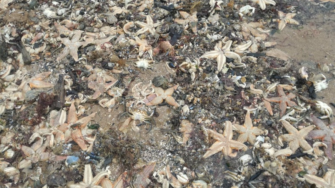 Aparecen miles de estrellas de mar muertas en Inglaterra