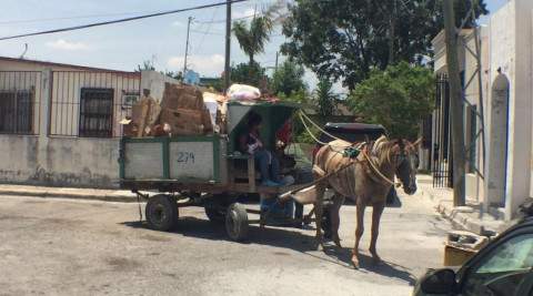 Municipio busca acabar con maltrato a caballos de carretoneros