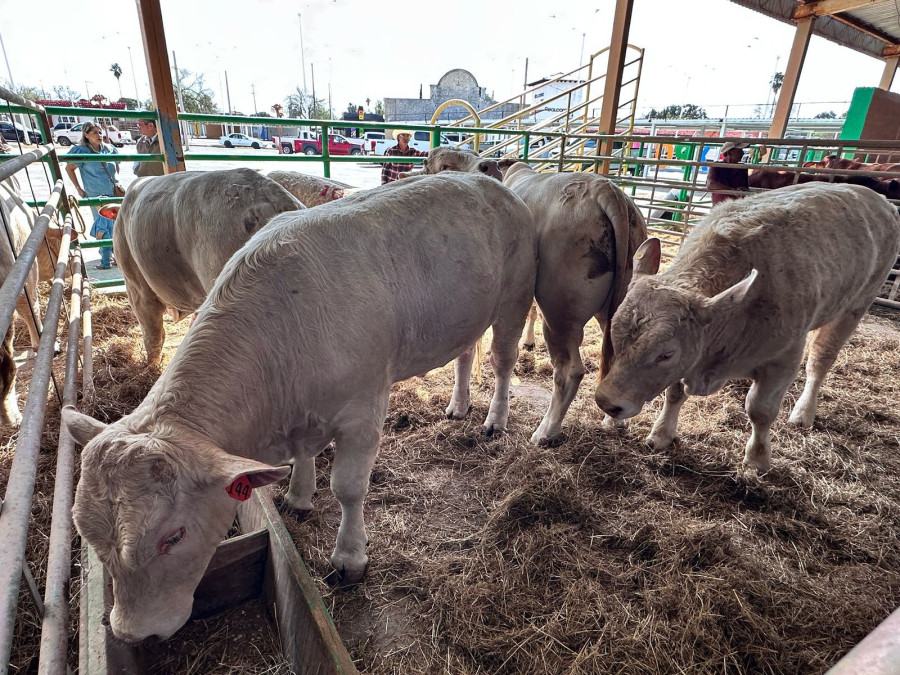 Sin reactivar la exportación de ganado