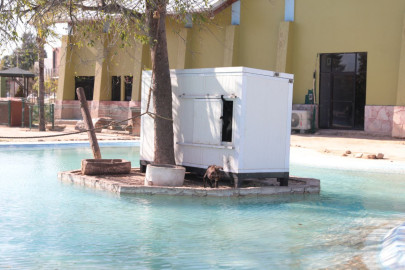 Resguardan en áreas  especiales a especies por frío en el Zoológico de Nuevo Laredo