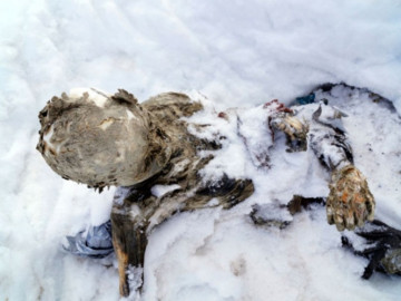 Hallan tres alpinistas momificados en el Pico de Orizaba