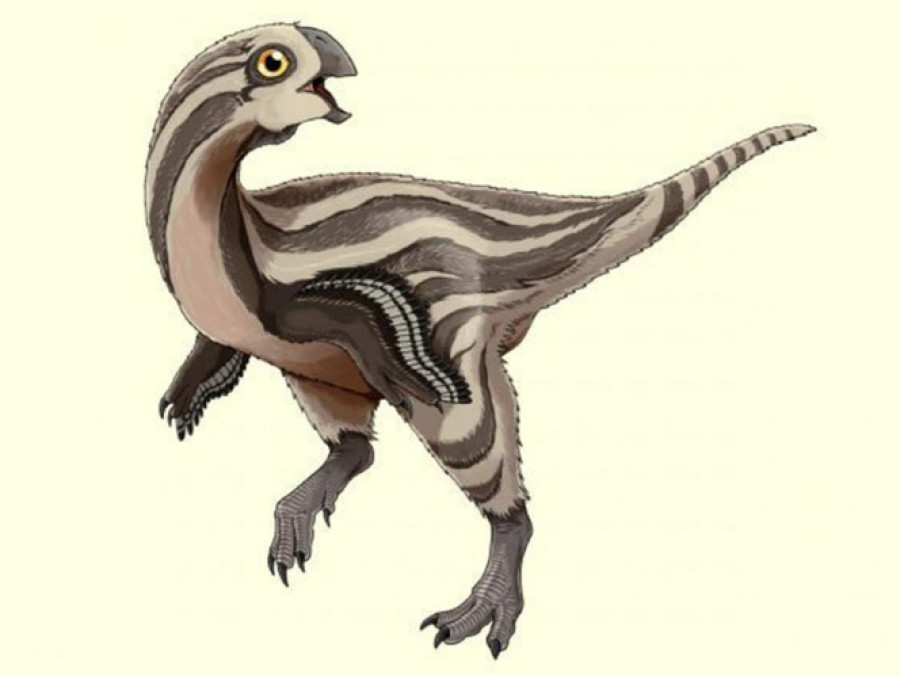 Descubren nueva especie de dinosaurio, ¿con plumas?