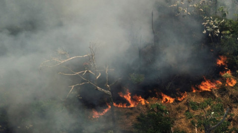 Protestan en ciudades europeas ante los incendios en la Selva del Amazonas