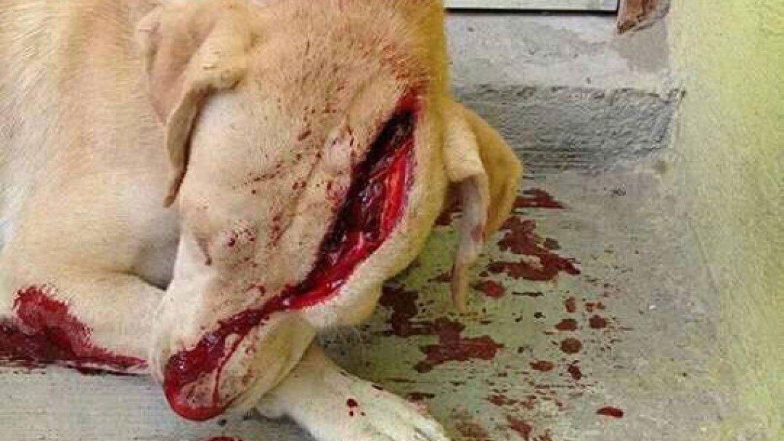 Capturan a agresor del 'Güerejo'