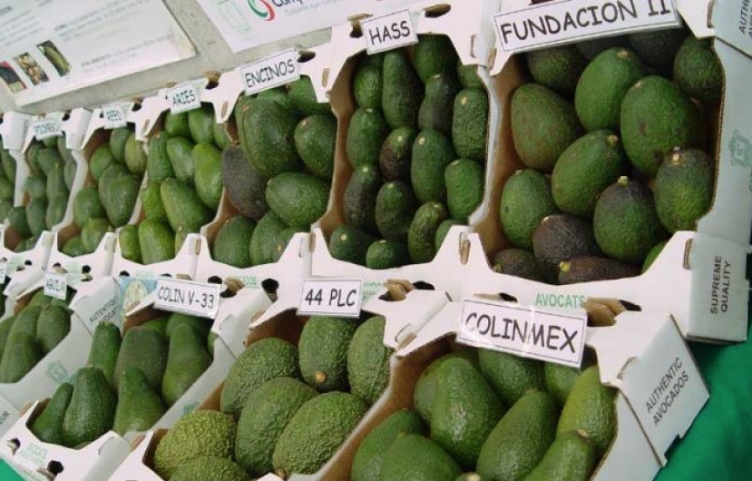 Aguacate mexicano busca conquistar Canadá , Japón y China