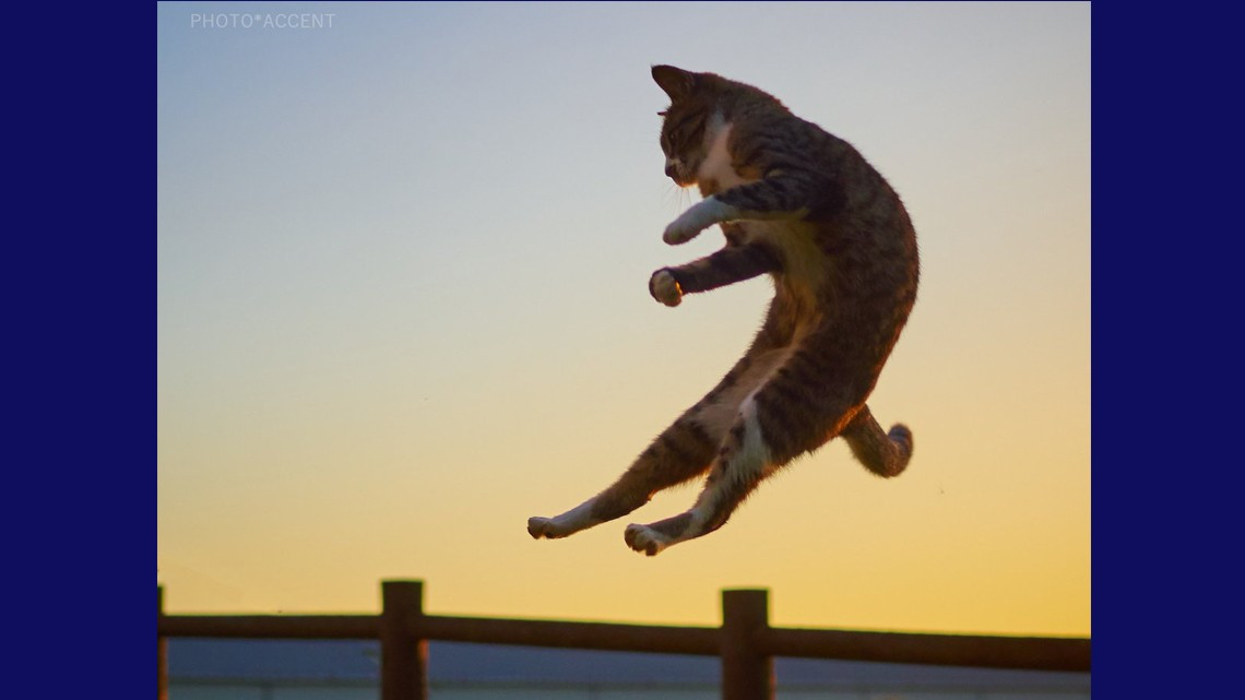 Estos gatos no son ninjas, pero lo parecen