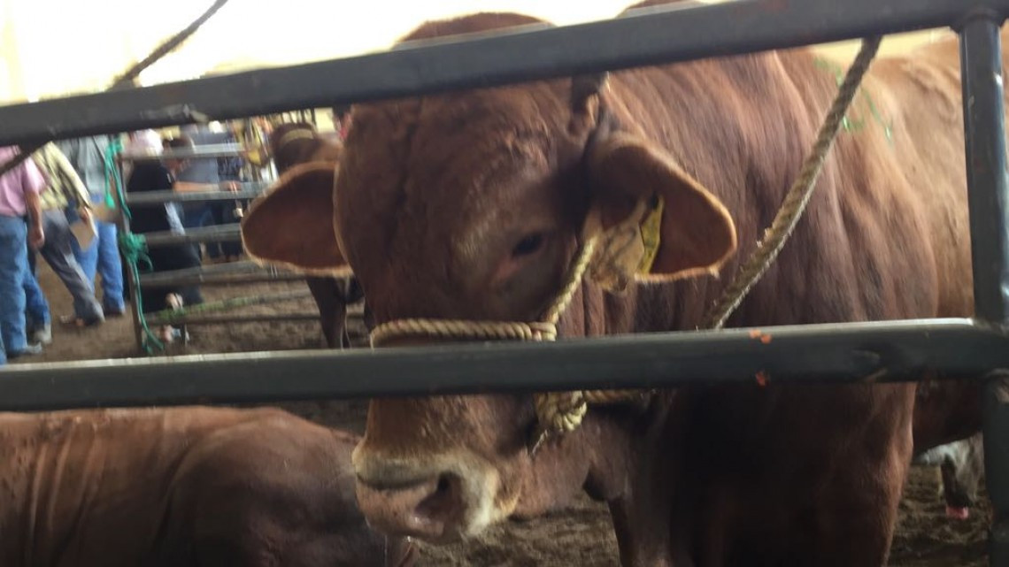 Sortean 150 sementales para mejoramiento genético