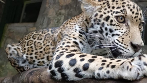 Llegan cachorros de jaguar al Parque Ecológico Biósfera El Cielo