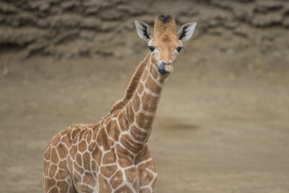 Y se llamará... ¡Jirafifíta!