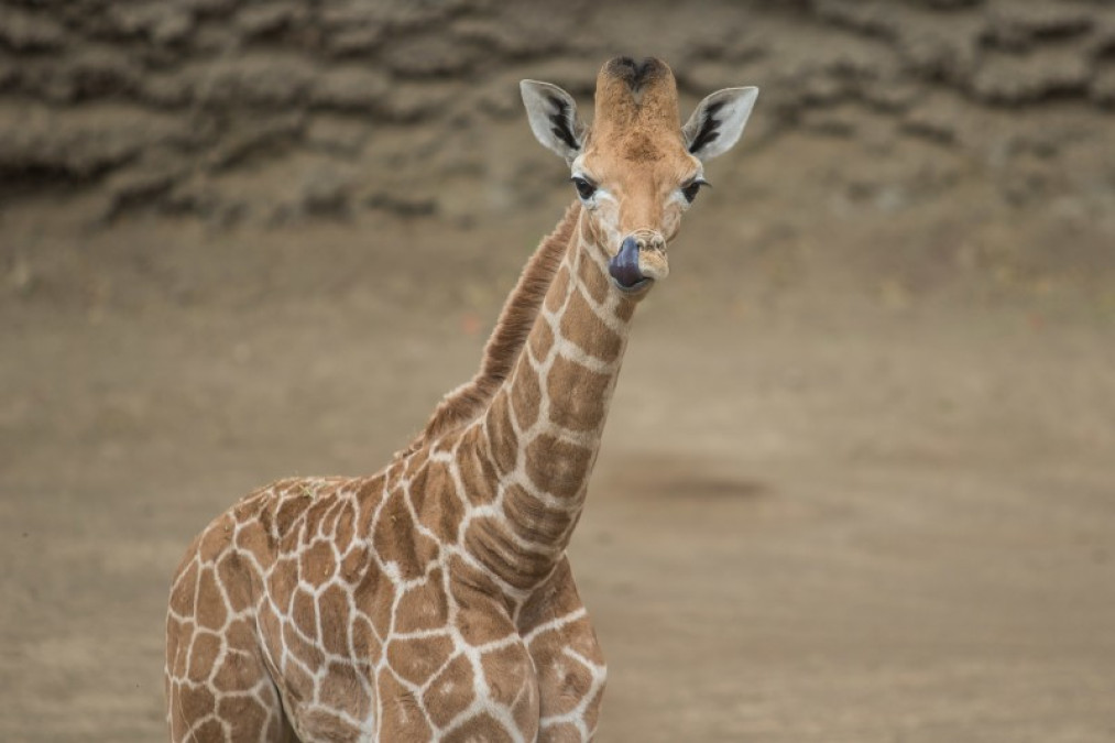 Y se llamará... ¡Jirafifíta!
