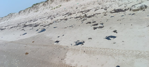 Investiga Procuraduría Ambiental y Urbana presencia de hidrocarburo en playa Miramar y Tesoro