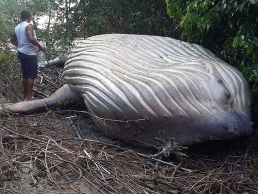 Encuentran ballena jorobada en el Amazonas