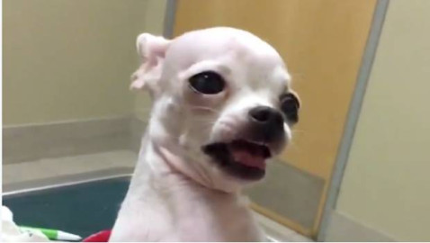 Perrita consume drogas sin saberlo y esto es lo que sucede...