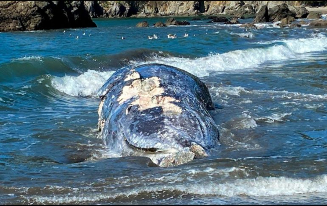 Hallan cuatro ballenas muertas en área de San Francisco