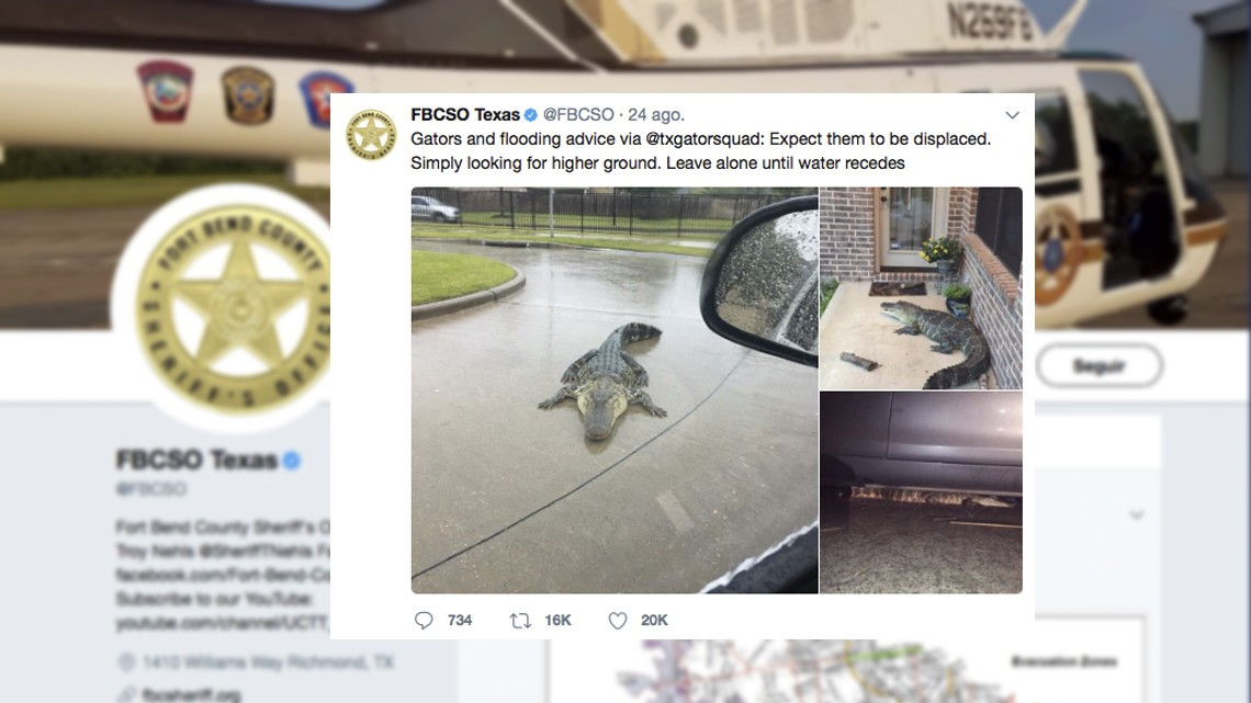 Alertan en Texas por aparición de caimanes tras inundaciones 