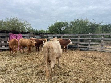 Eliminan garrapata en ganado con vacunas gratuitas