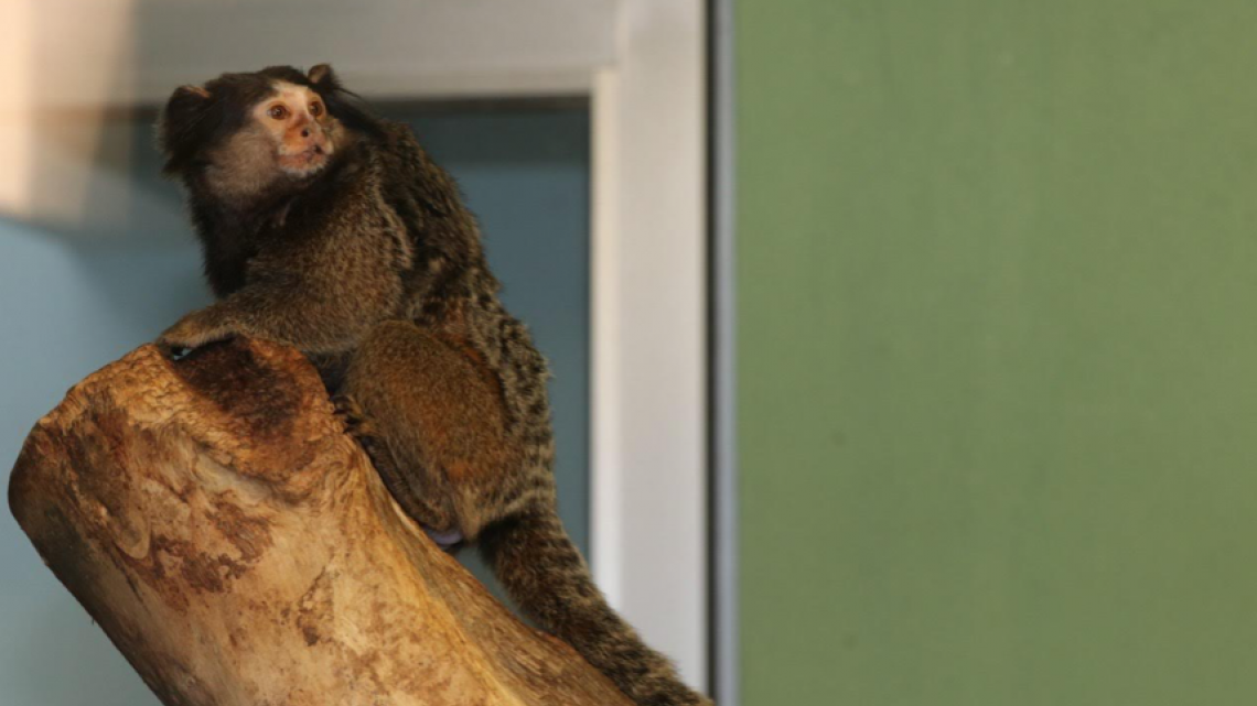 Comisión de Parques y Biodiversidad registra 17 nacimientos durante esta cuarentena