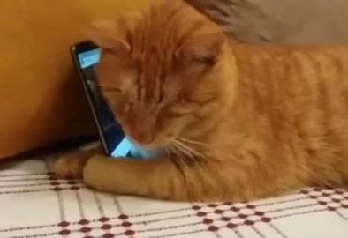 Namik el gato fan número uno de Sarper Duman 
