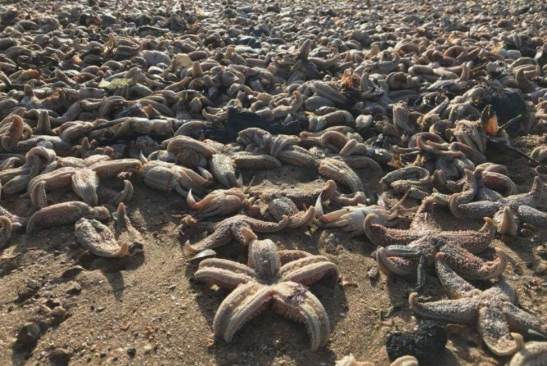 Aparecen muertas cientos de estrellas de mar
