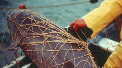 Pescadores regresarán al hábitat de la vaquita marina