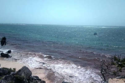 Mancha de sargazo de 550 kilómetros se acerca a Quintana Roo