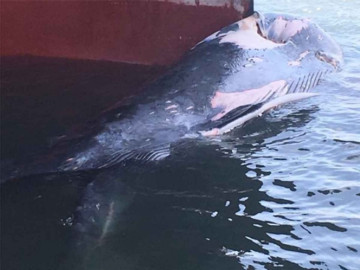 Ballena es arrastrada por un barco hasta Colima