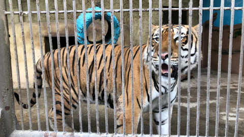 En lo que va del 2021, el Zoológico de Nuevo Laredo ha registrado 22 nuevos nacimientos