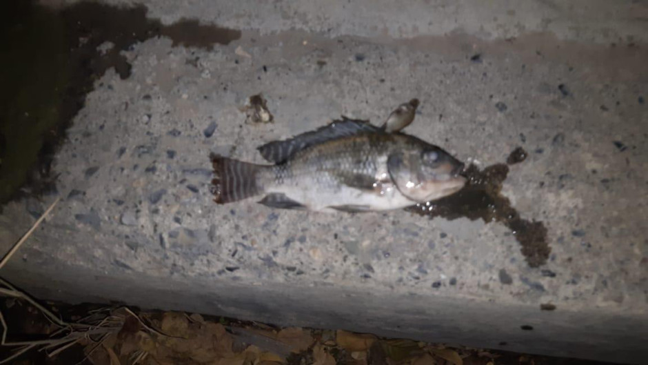 Peces salen por fuga de aguas negras