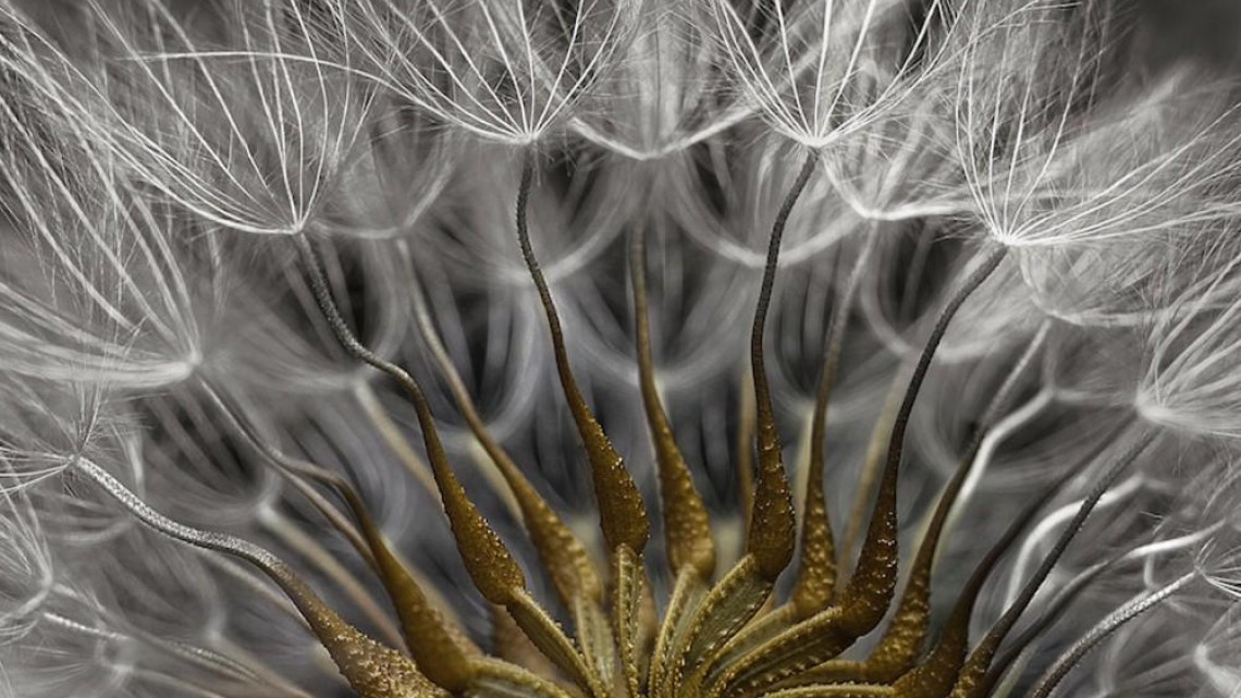 Estas microscópicas imágenes te sorprenderán