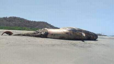 Encuentran ballena muerta en playa “La Tuza”de Oaxaca