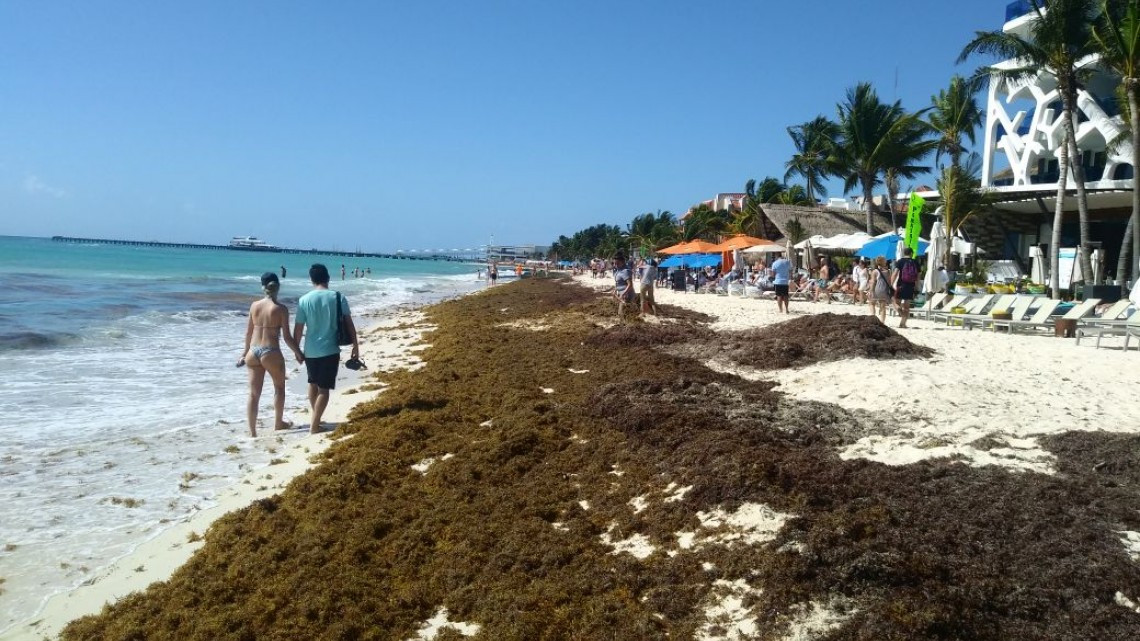 Continua sargazo en costas mexicanas, prevén aumento