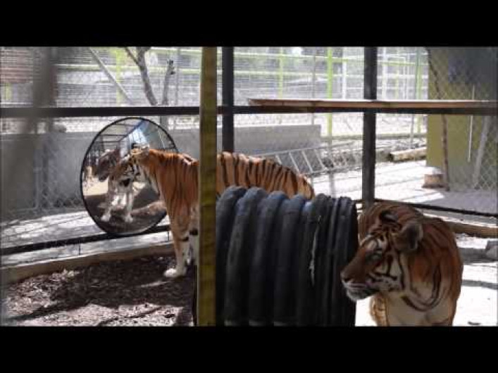 Tigresas son enviadas a santuario en EU tras rehabilitación en México