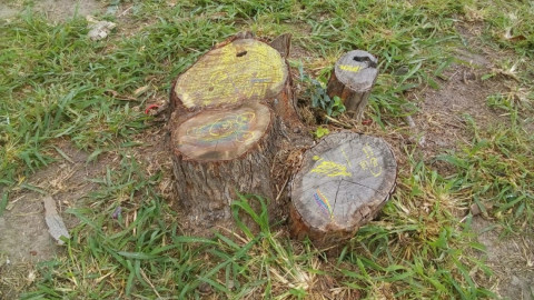 Haremos que deporten a migrantes que talen árboles en el bordo: Mario López