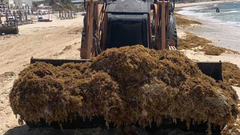 Denuncian arribo de maquinaria pesada para retiro de sargazo
