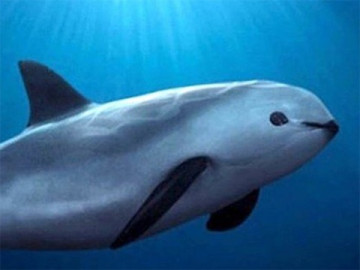 ¿Clonación? Así es como buscan acabar con la extinción de la vaquita marina