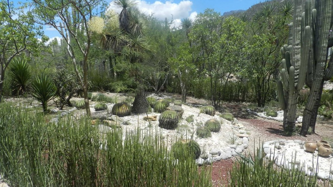 Declaran Valle de Tehuacán-Cuicatlán en la Lista del Patrimonio Mundial