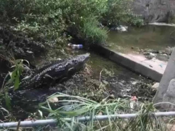 Familia en Madero tiene a un cocodrilo como mascota
